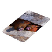PigPen Pair Peking Schweine Magnet (Linke Seite)