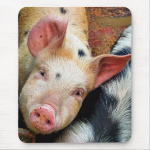 PIGS MOUSEPAD