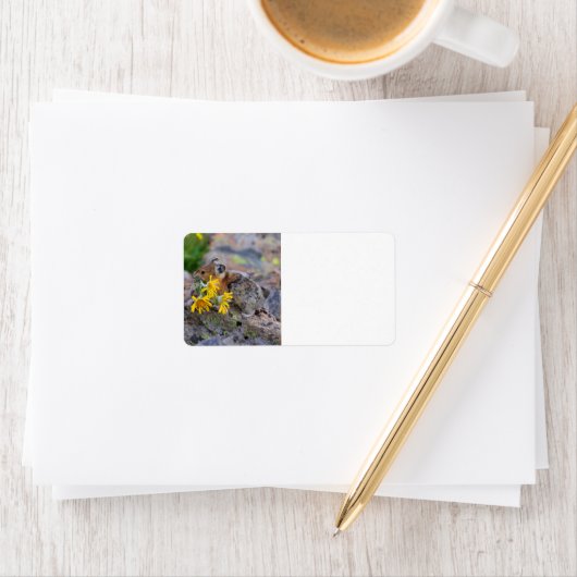 Pika Adressaufkleber (Insitu)