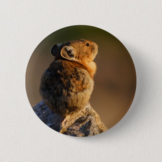 pika button (Vorderseite)