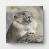 Pika Desktop Plaque Fotoplatte (Vorderseite)