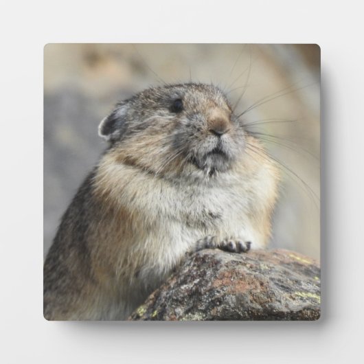 Pika Desktop Plaque Fotoplatte (Vorderseite)