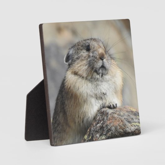 Pika Desktop Plaque Fotoplatte (Vorderseite)