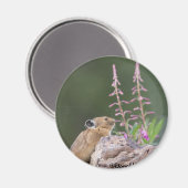 Pika Magnet (Vorderseite/Rückseite)