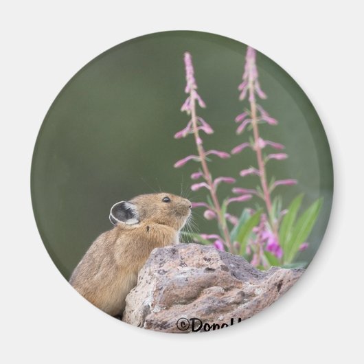 Pika Magnet (Vorne)