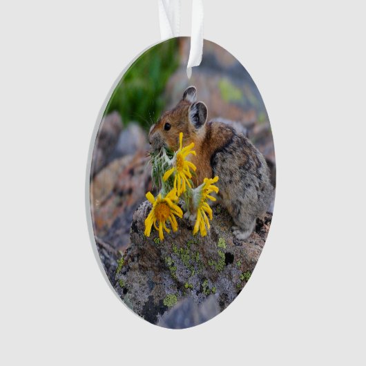 pika ornament (Vorderseite)