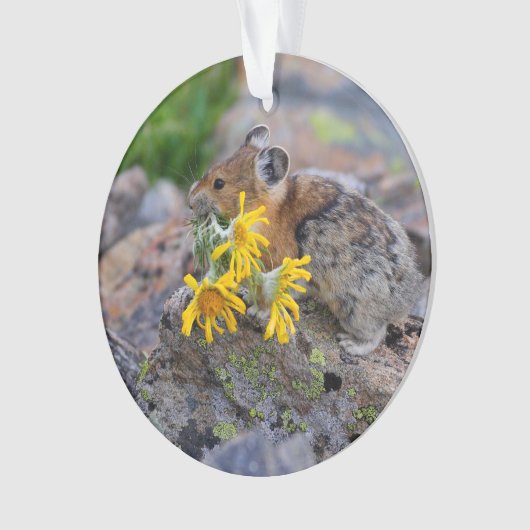 pika ornament (Vorderseite)