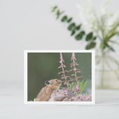 Pika Postkarte (Stehend Vorderseite)