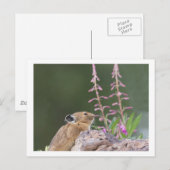 Pika Postkarte (Vorne/Hinten)