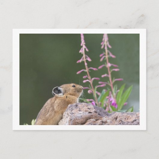 Pika Postkarte (Vorderseite)