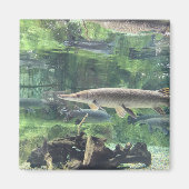 Pike Fish Magnet (Vorne)