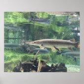 Pike Fish Poster (Vorne)