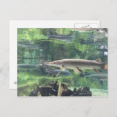 Pike Fish Postkarte (Vorne/Hinten)