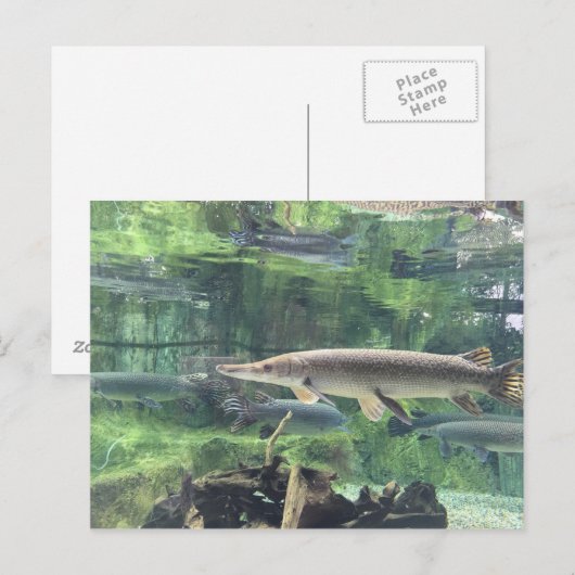 Pike Fish Postkarte (Vorne/Hinten)