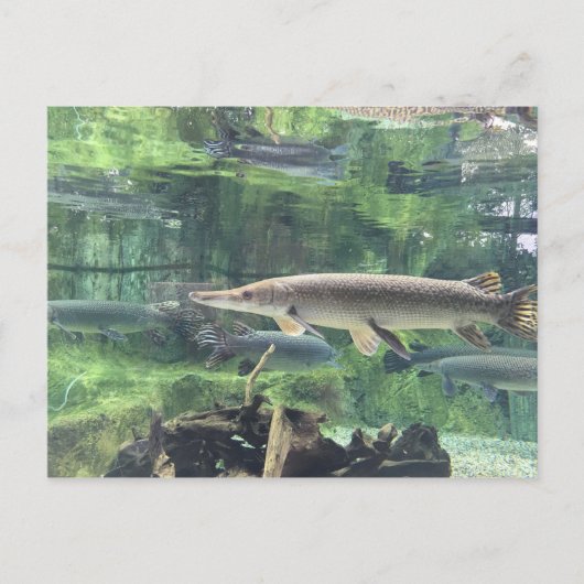 Pike Fish Postkarte (Vorderseite)