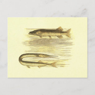 Pike Fish & Sea Pike Vintag Lithograph Postkarte