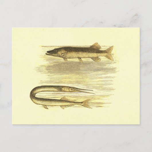 Pike Fish & Sea Pike Vintag Lithograph Postkarte (Vorderseite)