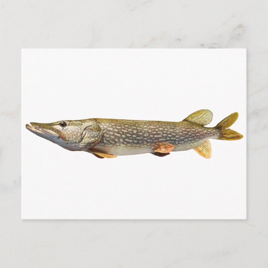 Pike Muski angeln Postkarte (Vorderseite)