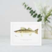 Pike Perch or Wall-eyed Pike Postkarte (Stehend Vorderseite)