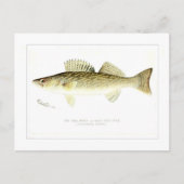 Pike Perch or Wall-eyed Pike Postkarte (Vorderseite)