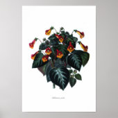 Pikta Poster (Vorne)