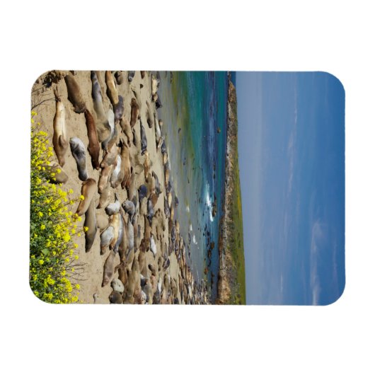 Pile der Elefanten-Siegel Magnet (Horizontal)