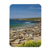 Pile der Elefanten-Siegel Magnet (Vertikal)