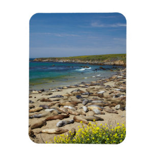 Pile der Elefanten-Siegel Magnet