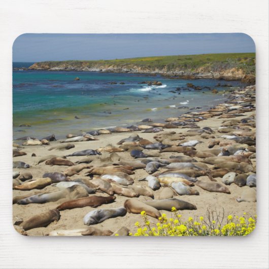 Pile der Elefanten-Siegel Mousepad (Vorne)