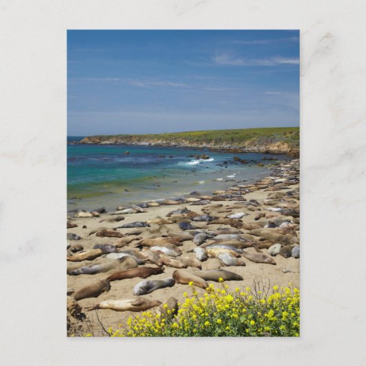 Pile der Elefanten-Siegel Postkarte (Vorderseite)