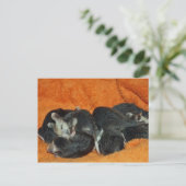 Pile of Baby Opossum Postkarte (Stehend Vorderseite)