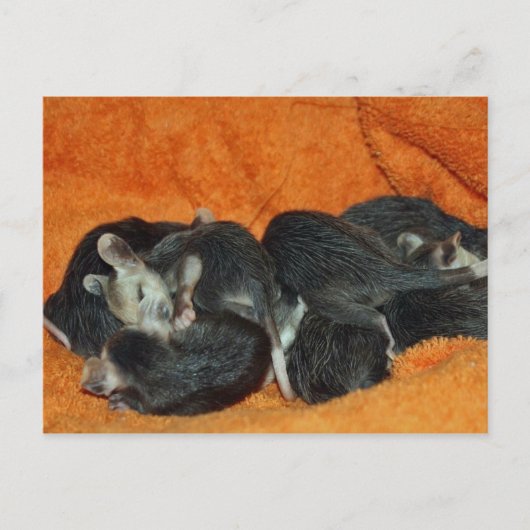 Pile of Baby Opossum Postkarte (Vorderseite)