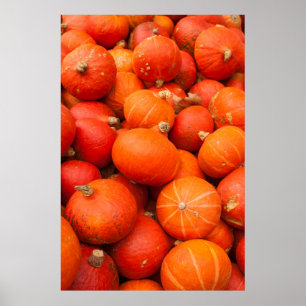 Pile of small pumpkins, Germany Poster