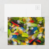 Pile von bunten Federn Postkarte (Vorne/Hinten)