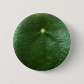 Pilea Peperomioides Knopf Button (Vorderseite)