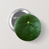 Pilea Peperomioides Knopf Button (Vorne & Hinten)