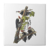 Pileated Specht durch Audubon Fliese (Vorderseite)