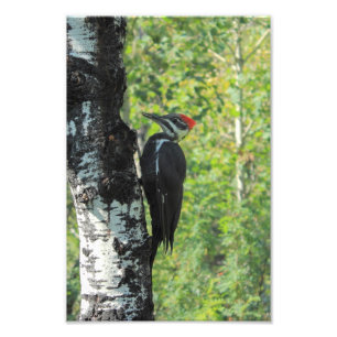 Pileated Specht Fotodruck
