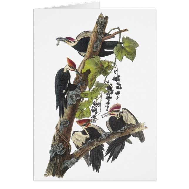 Pileated Specht, John Audubon (Vorne)