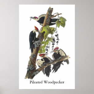 Pileated Specht, John Audubon Poster