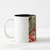 Pileated Specht-Kaffee-Tasse Zweifarbige Tasse (Links)