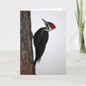 pileated Specht Karte (Vorderseite)