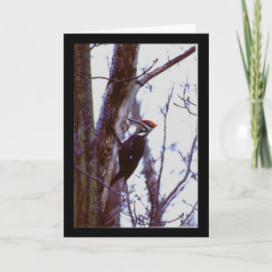Pileated Specht Karte