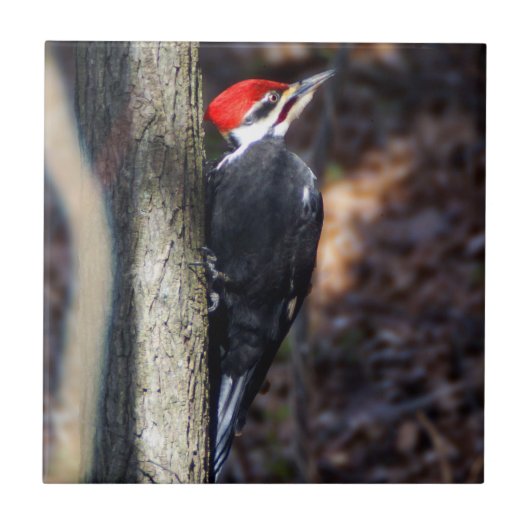 Pileated Specht-Keramik-Foto-Fliese Fliese (Vorderseite)