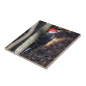 Pileated Specht-Keramik-Foto-Fliese Fliese (Seite)