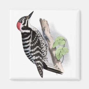Pileated Specht Magnet
