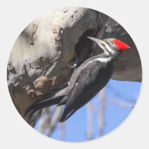 Pileated Specht Runder Aufkleber