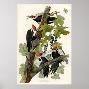 Pileated Specht-Vögel von Amerika Poster