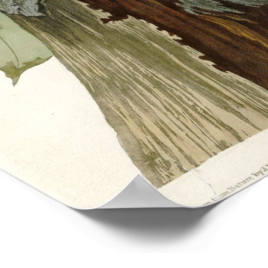 Pileated Woodpecker Birds of America Poster (Ecke)