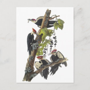 Pileated Woodpecker by Audubon Postkarte